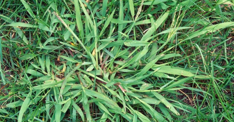 Springtime Lawn Tips: Crabgrass, treat lawn weeds