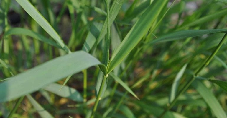 Springtime Lawn Tips: Quackgrass, treat lawn weeds
