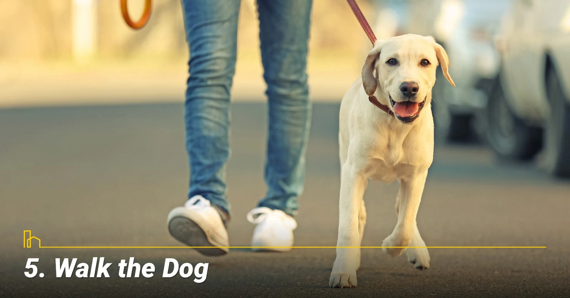 Walk the Dog, exercise with your pet