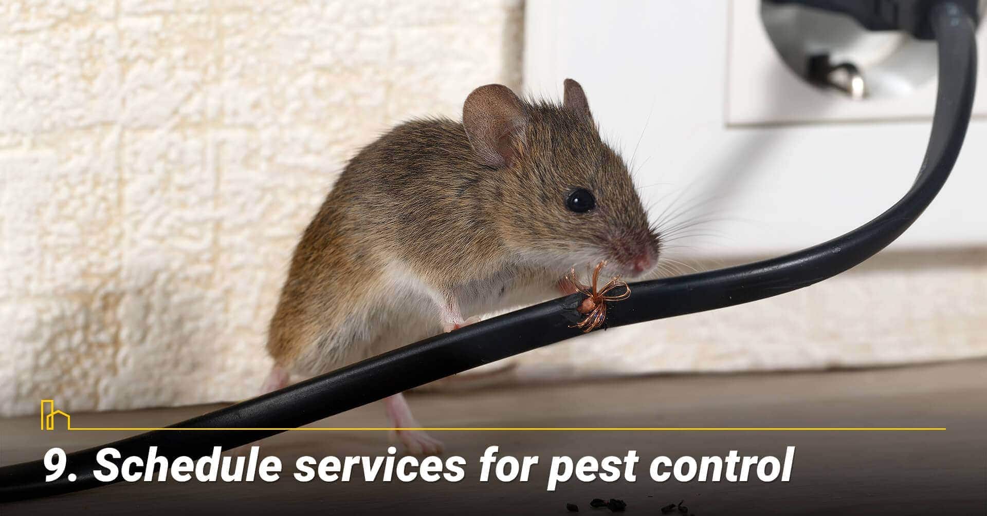 Schedule services for pest control, keep the pest away Schedule services for pest control, keep the pest away