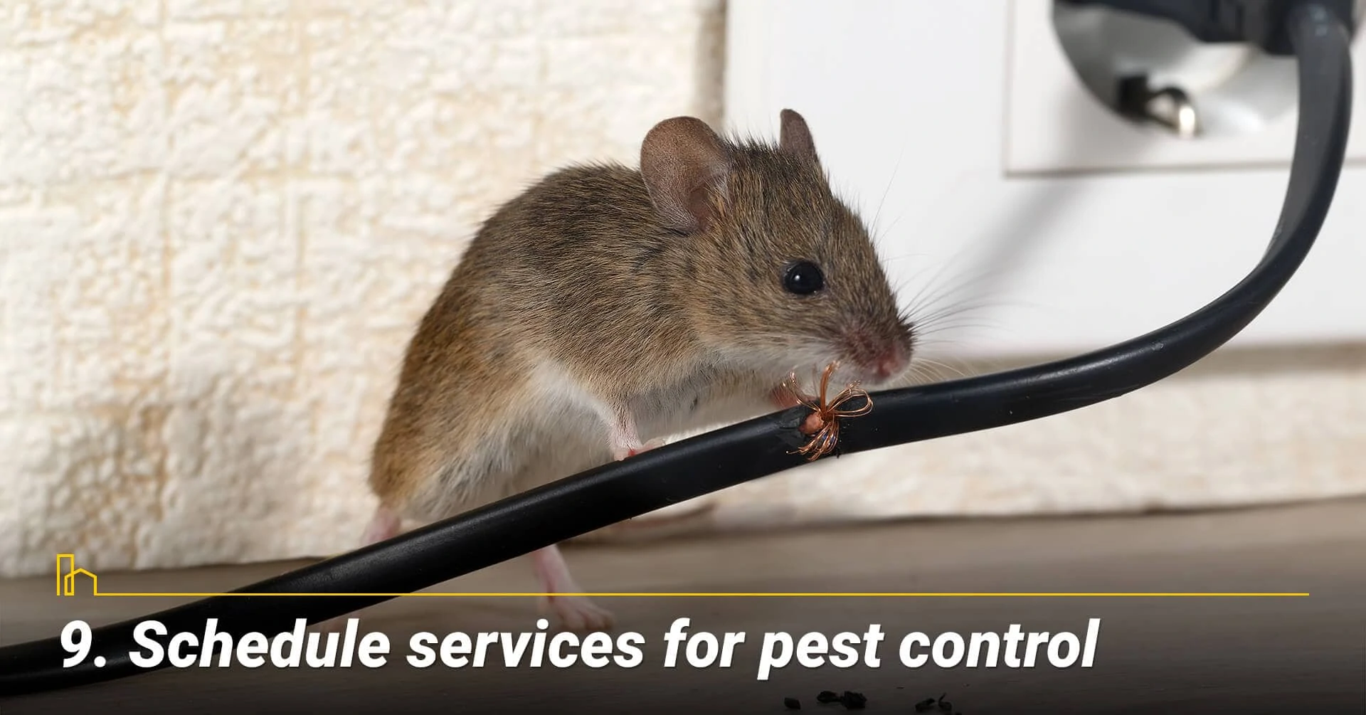 Schedule services for pest control, keep the pest away