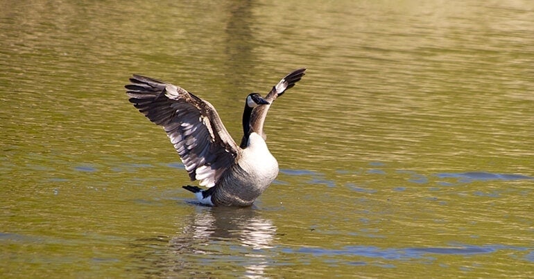 Distinct seasons and natural beauty in Rochester, MN Distinct seasons and natural beauty in Rochester, MN