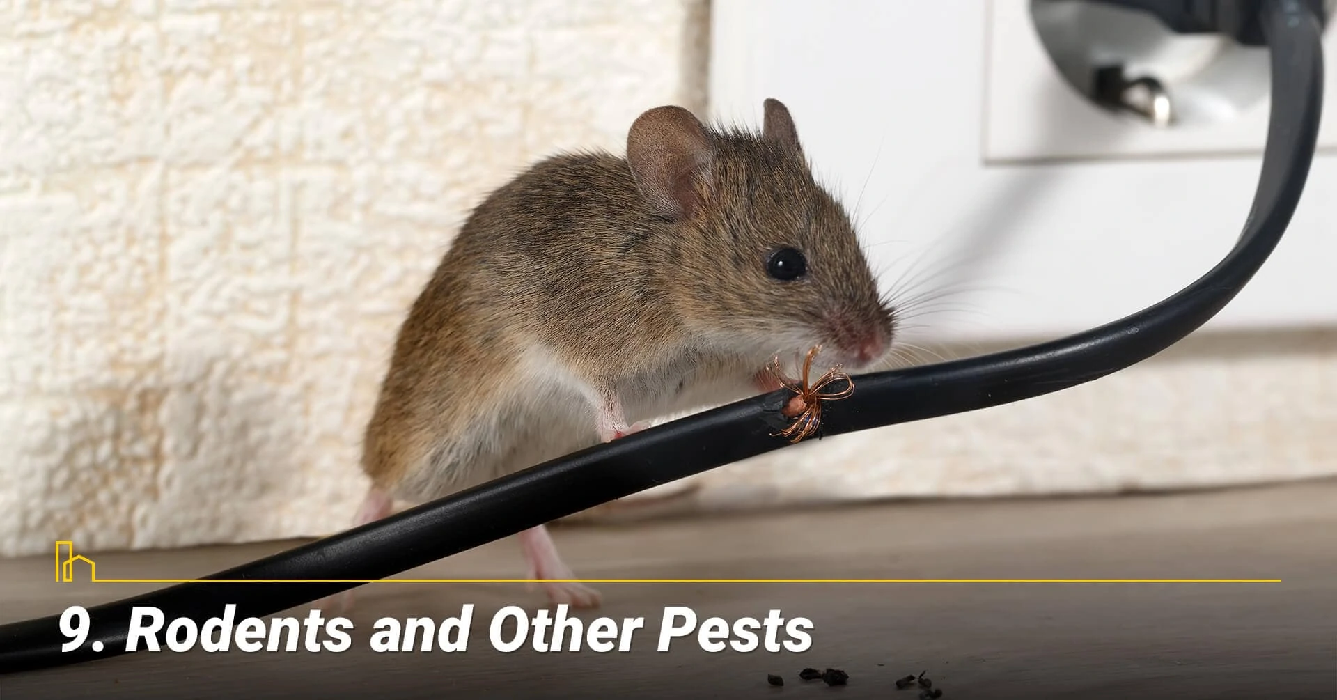 Rodents and Other Pests, unwanted pests around the house