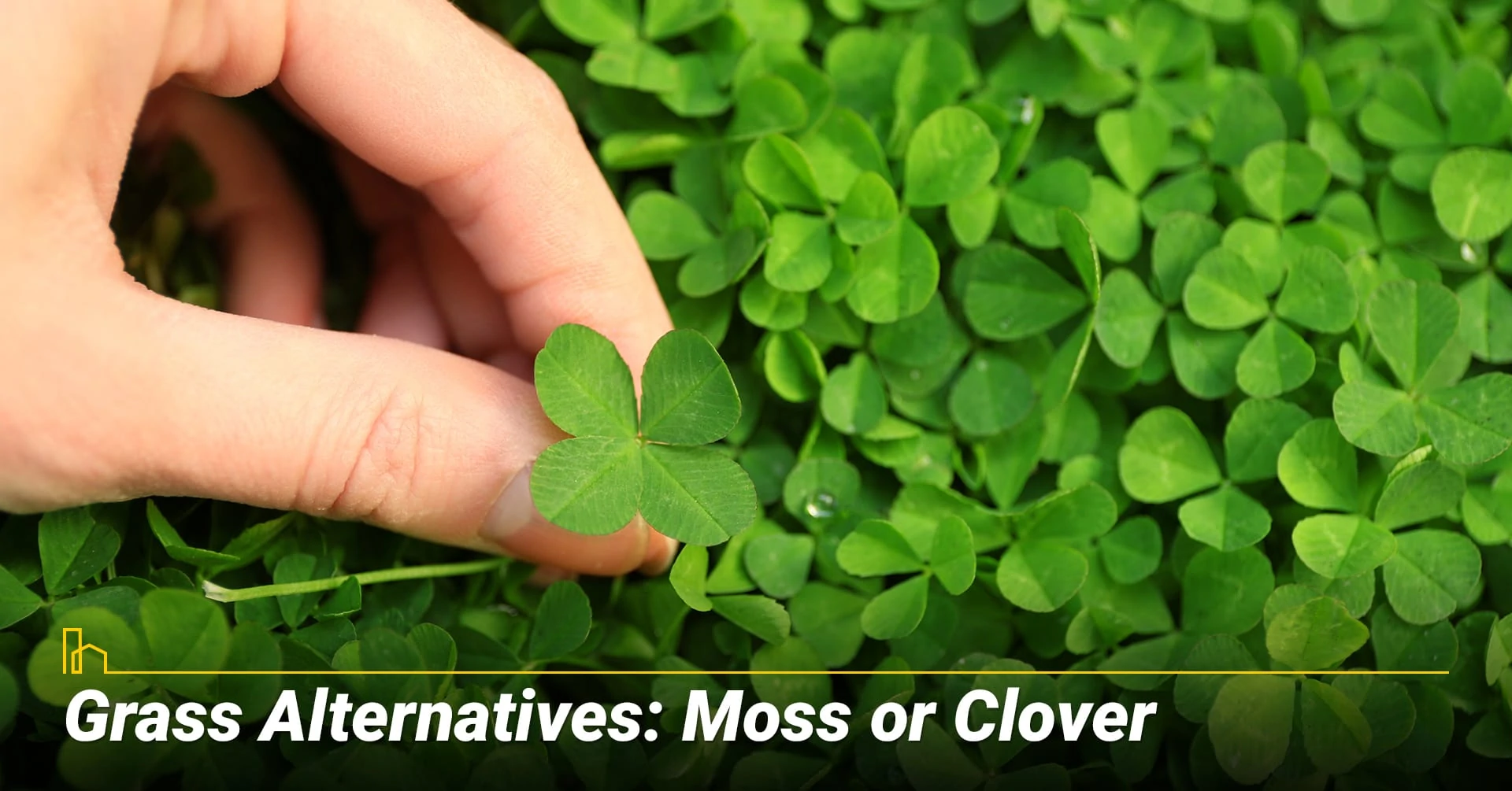 Grass Alternatives: Moss or Clover