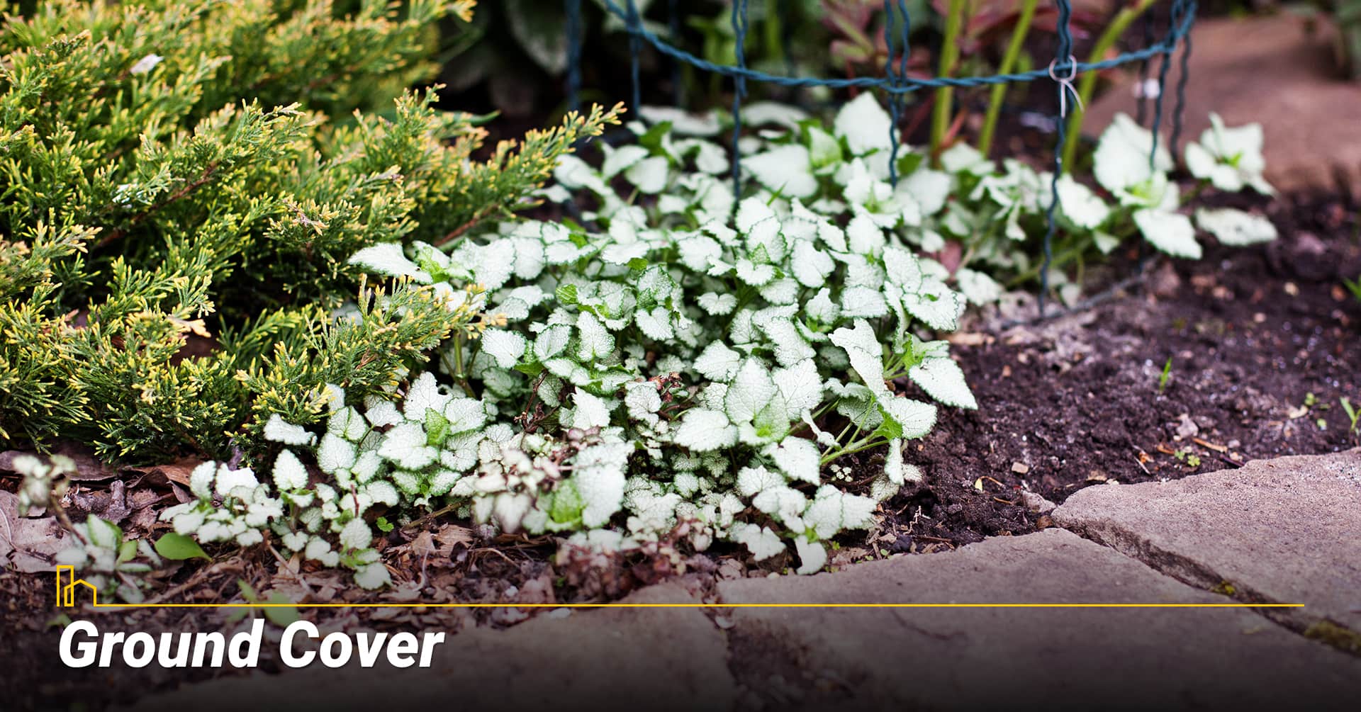 Ground Cover, cover bare ground Ground Cover, cover bare ground