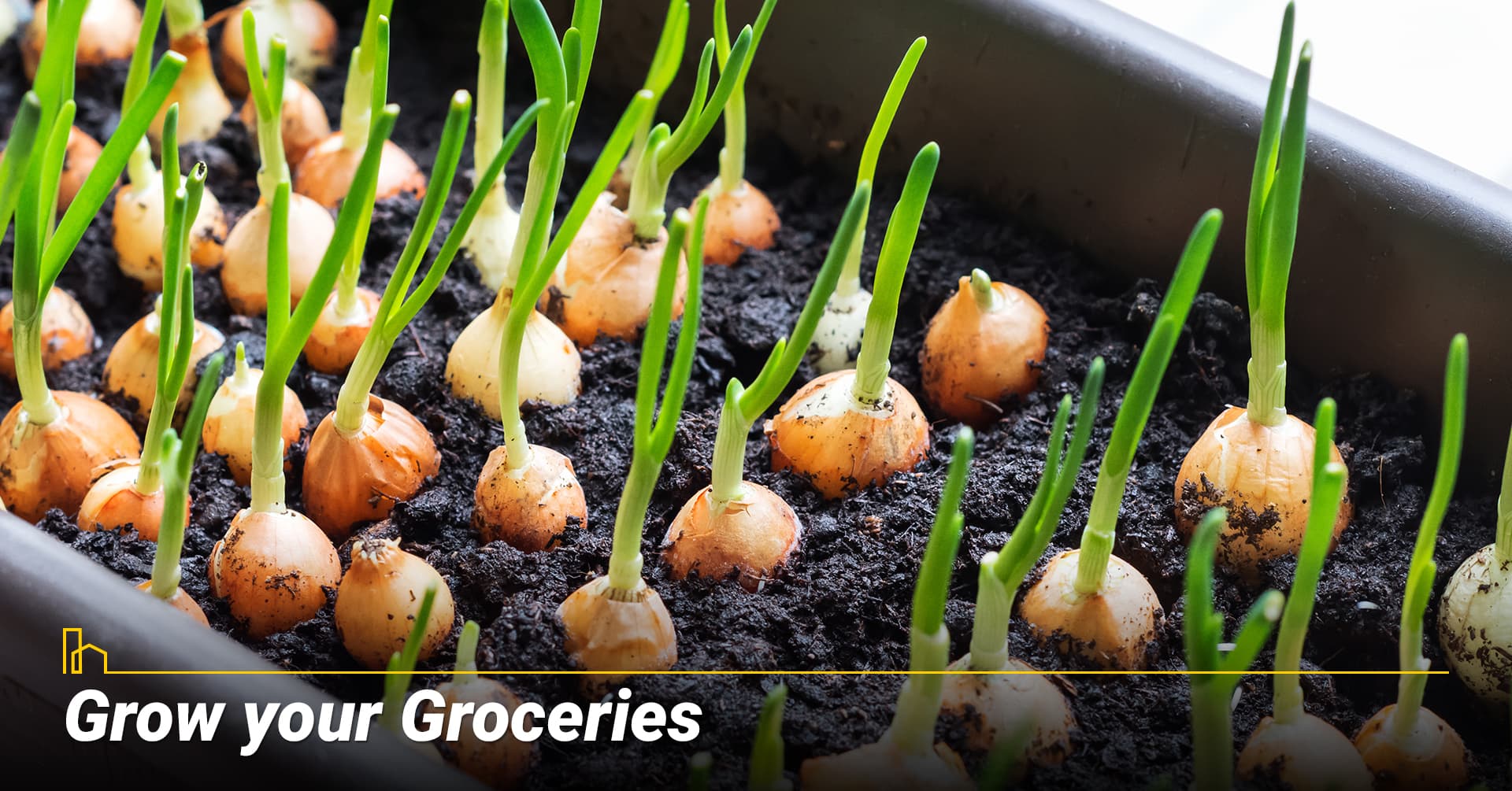 Grow your Groceries, grow your own herbs Grow your Groceries, grow your own herbs