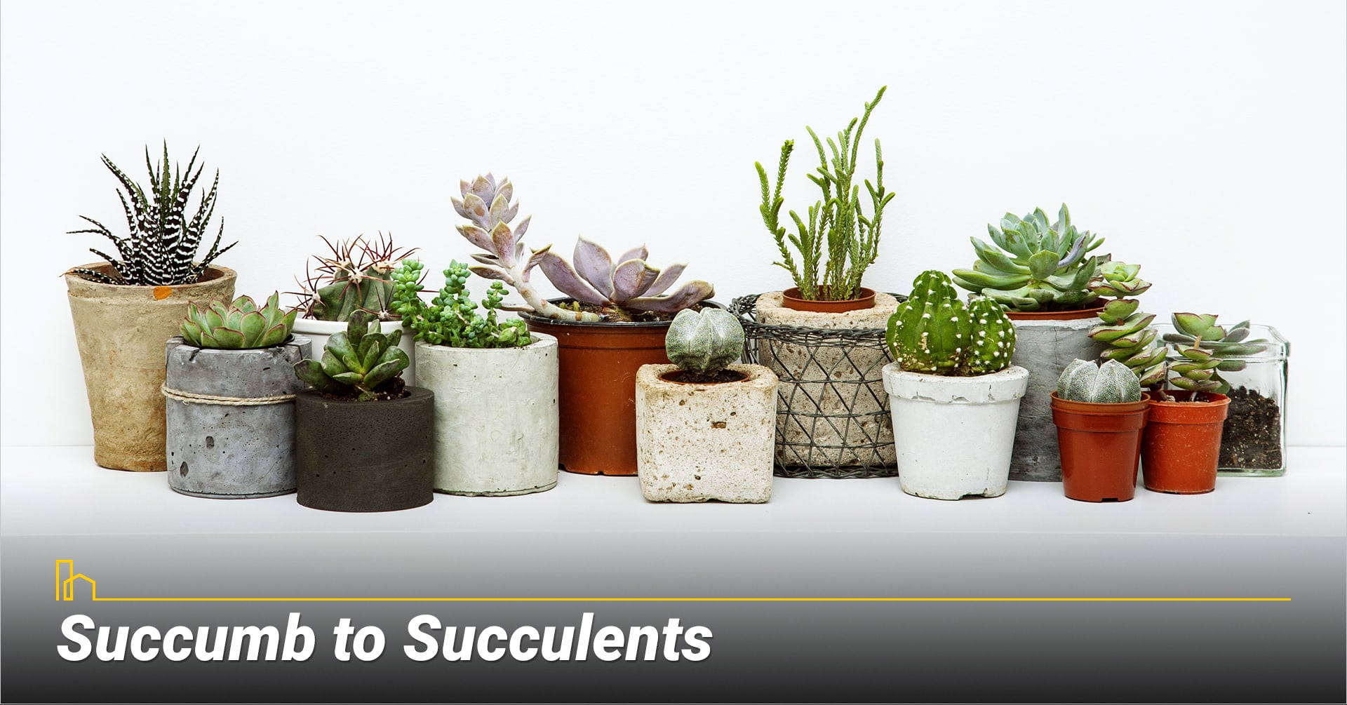 Succumb to Succulents, consider low maintenance plants Succumb to Succulents, consider low maintenance plants