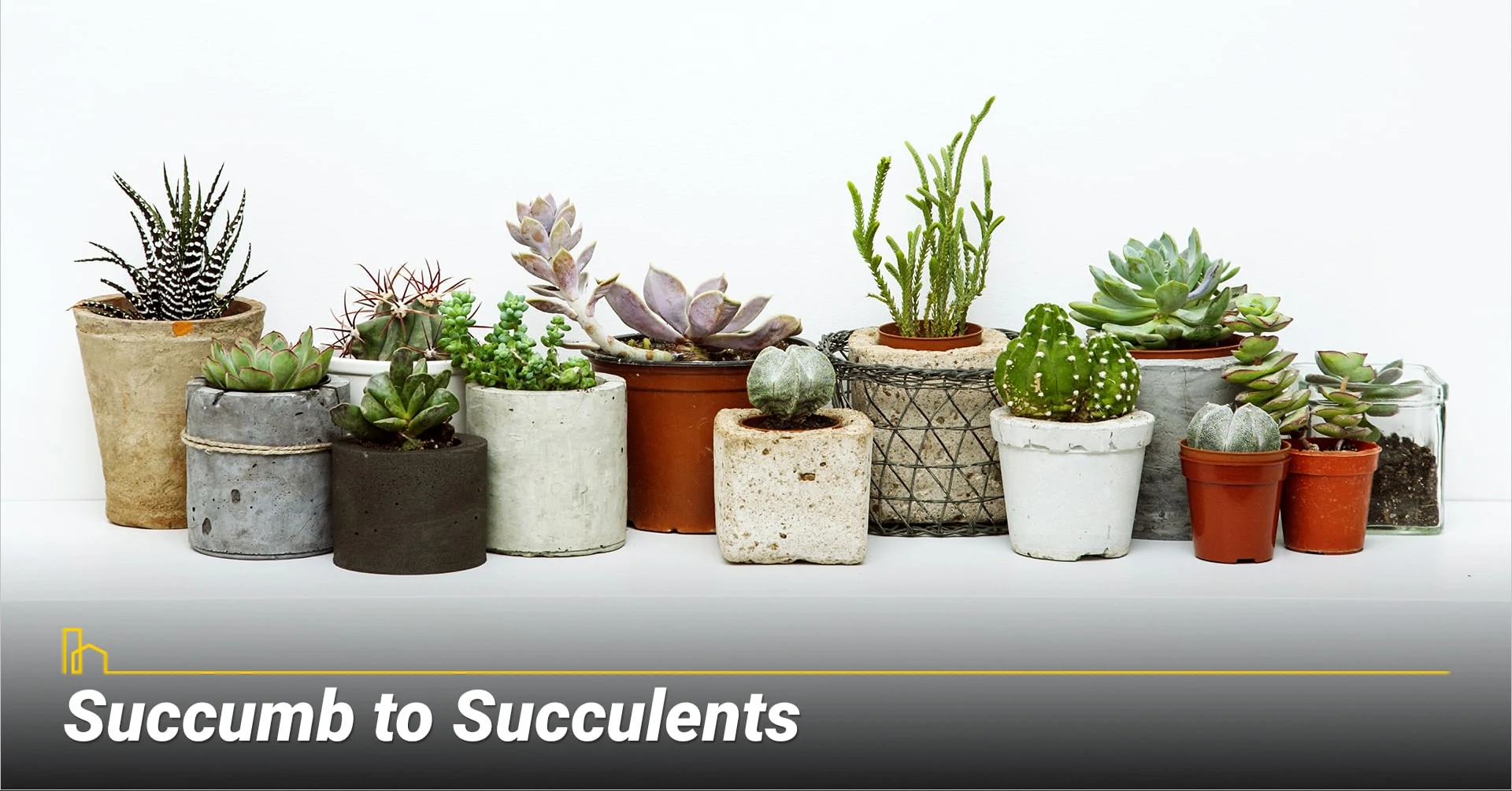 Succumb to Succulents, consider low maintenance plants
