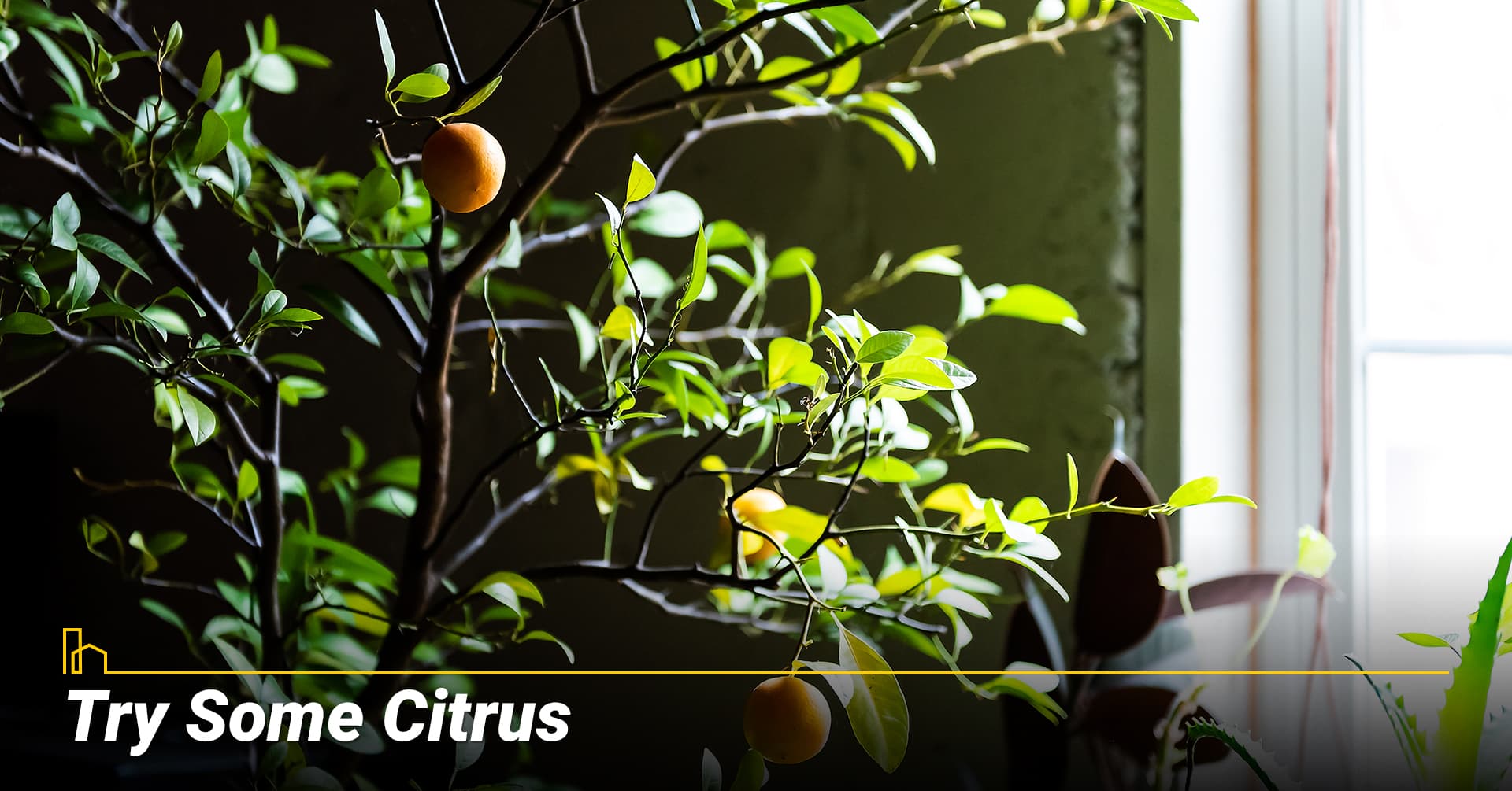 Try Some Citrus, Consider small fruit trees Try Some Citrus, Consider small fruit trees