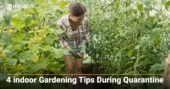 4 indoor Gardening Tips During Quarantine
