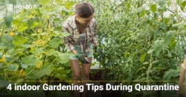 4 indoor Gardening Tips During Quarantine