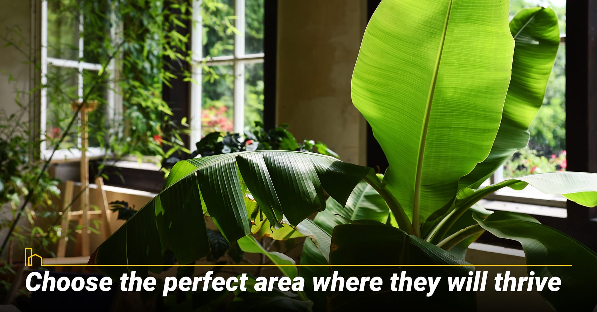 Choose the perfect area where they will thrive