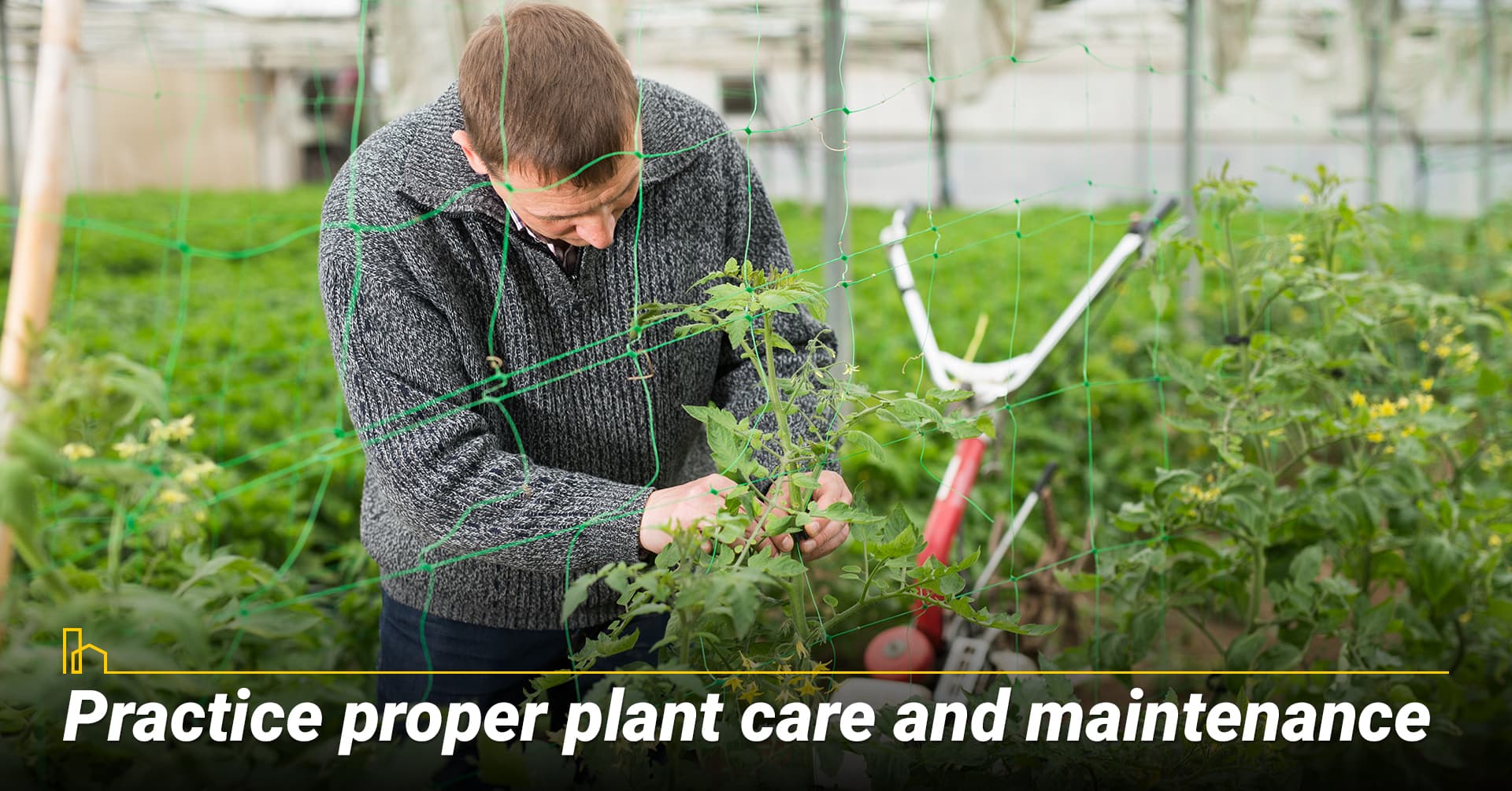 Practice proper plant care and maintenance