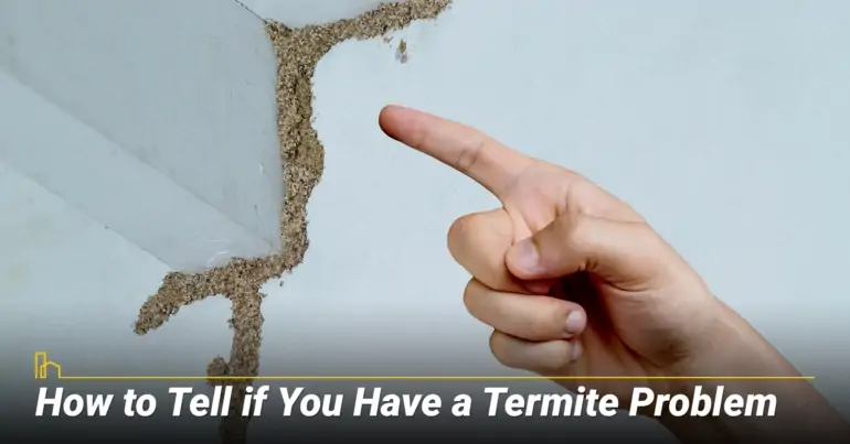 How to Tell if You Have a Termite Problem