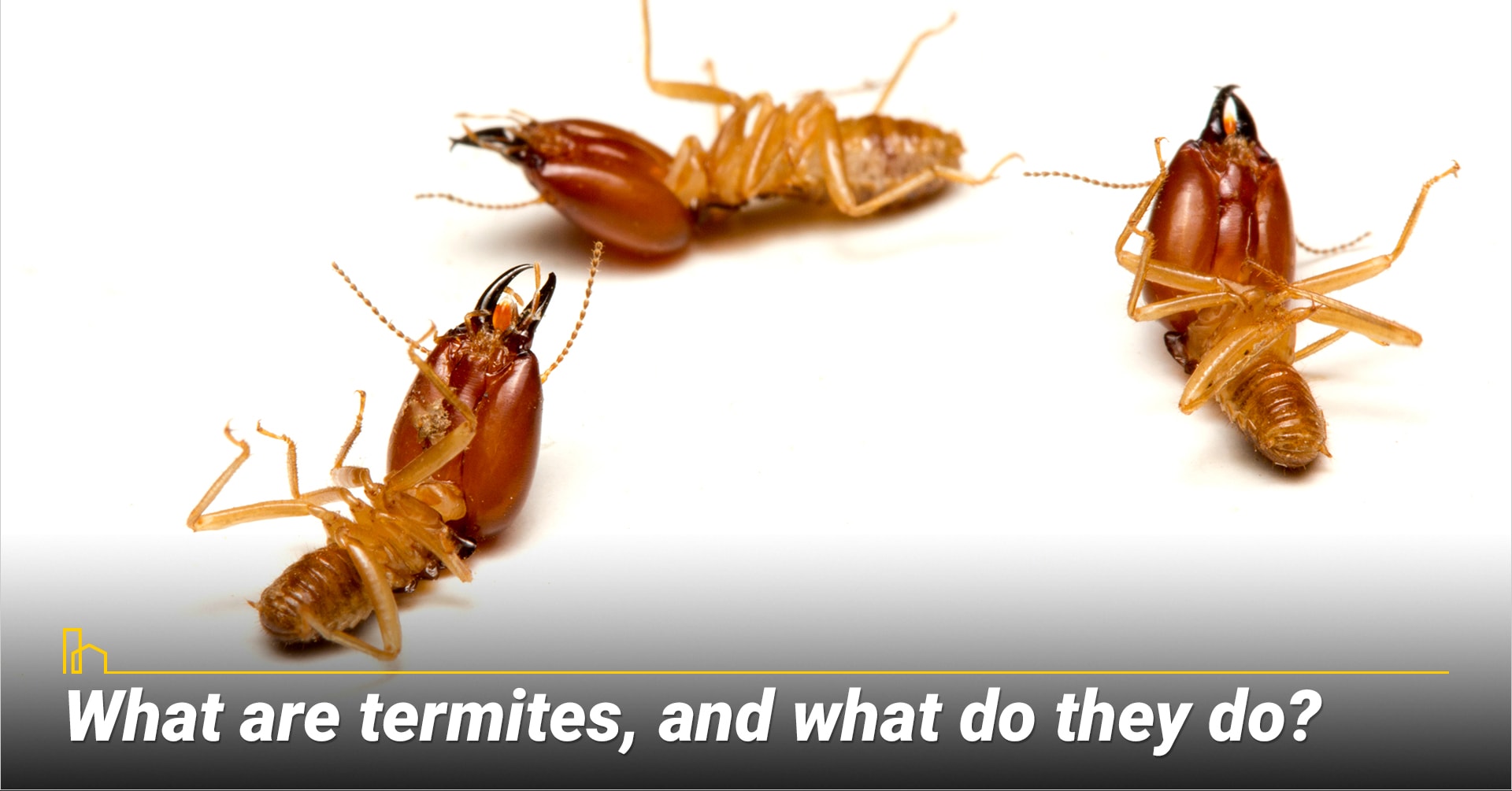 What are termites, and what do they do