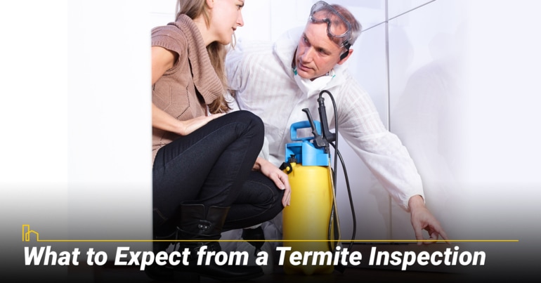 What to Expect from a Termite Inspection