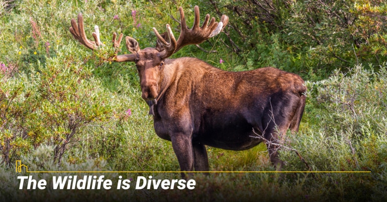 The Wildlife is Diverse