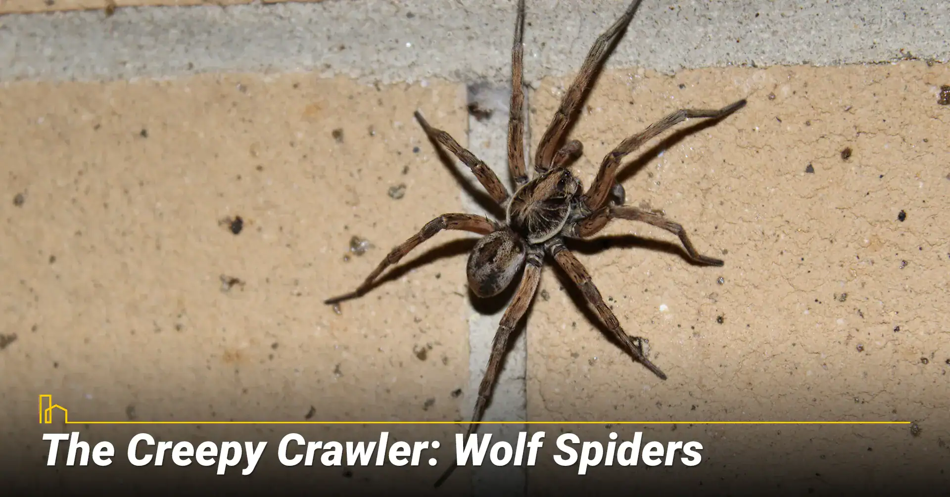 Wolf Spiders