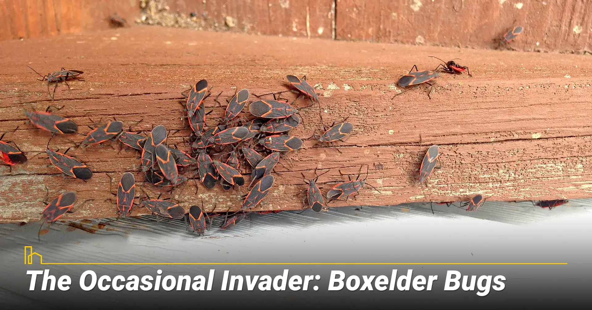 Boxelder Bugs